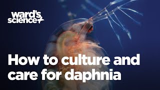 Caring and Culturing for Daphnia [upl. by Bal]