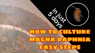 How to Culture Magna Daphnia Easily [upl. by Ibrab642]