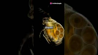 How to culture Daphnia for your Aquarium [upl. by Lowenstern]