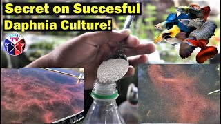 How to Culture Daphnia Successfully [upl. by Mala]