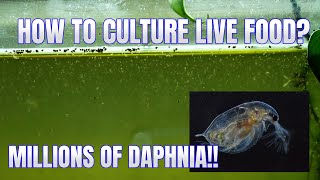 How to Culture Daphnia Secret Method to Breed MILLIONS  Simply Aquatic [upl. by Sissie]