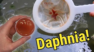 How I Culture Daphnia In Outdoor Tubs [upl. by Synn]