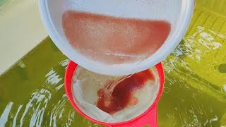 How to culture daphnia  Daphnia culture  How to grow daphnia outdoor [upl. by Raffarty643]