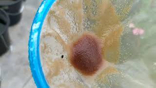 How to culture daphnia moina in a small container Part 1 English Subtitle [upl. by Aenehs]