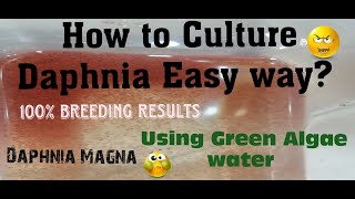 Daphnia MagnaHow to Culture Daphnia Easy wayCulturing Daphnia using Green water Daphnia [upl. by Eirrak]