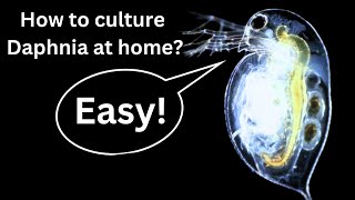 BEST Live Fish Food Beginner guide How to Culture Daphnia at home [upl. by Sorazal589]