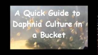 How to culture daphnia outside [upl. by Buff]