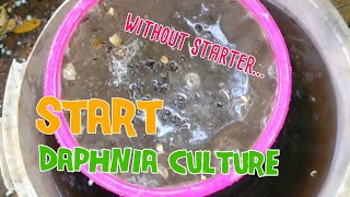 How to culture daphnia moina the easy way 1  Starting the Daphnia culture [upl. by Aynotahs]