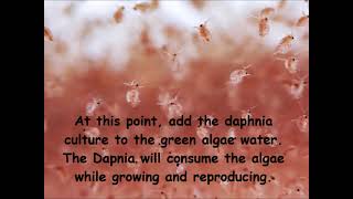 Daphnia  How to grow daphnia in your home [upl. by Mendes525]