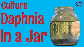 How to Culture Daphnia in a Jar [upl. by Ynetsed]