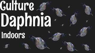 How to Culture Daphnia [upl. by Oinotnanauj493]