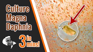 How to culture DAPHNIA MAGNA  The easy way [upl. by Fredi704]