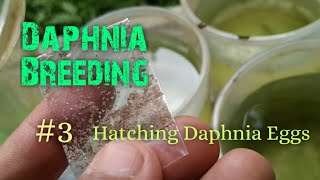 Daphnia Culture made simple and easy 3  Hatching Daphnia eggs [upl. by Nah]