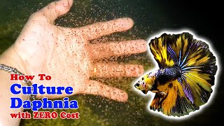 How to Culture Daphnia with ZERO Cost  Unlimited Live Food For Our Fish [upl. by Ariaj]