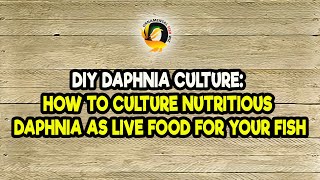 DIY Daphnia Culture How to Culture Nutritious Daphnia as Live Food for Your Fish [upl. by Zak]