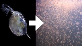 How I Culture Daphnia [upl. by Sanjay]