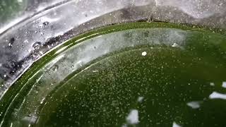 DAPHNIA MOINA CULTURE IN A SMALL BUCKET [upl. by Missi]