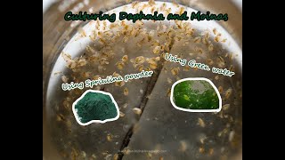 How To Culture Daphnia and Moinas using Green Water Spirulina powder [upl. by Carlotta255]