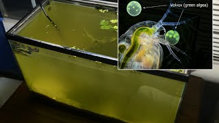 Raising Daphnia for the Freshwater Aquarium [upl. by Aina]