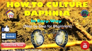 HOW TO CULTURE DAPHNIA In Easy Way [upl. by Halley363]